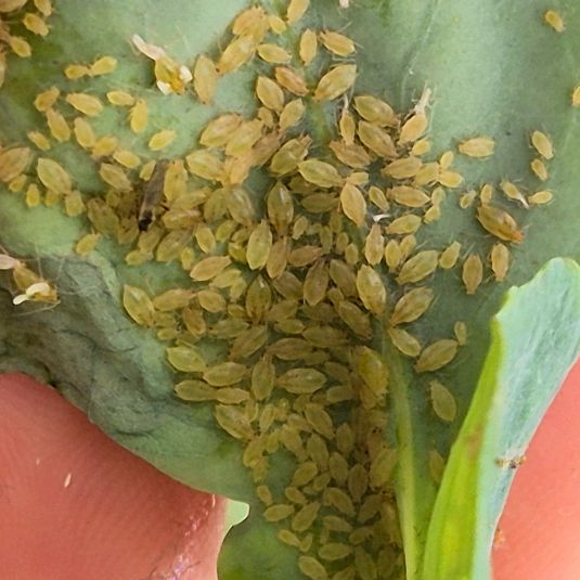 Many green peach aphids clustered on a leaf.