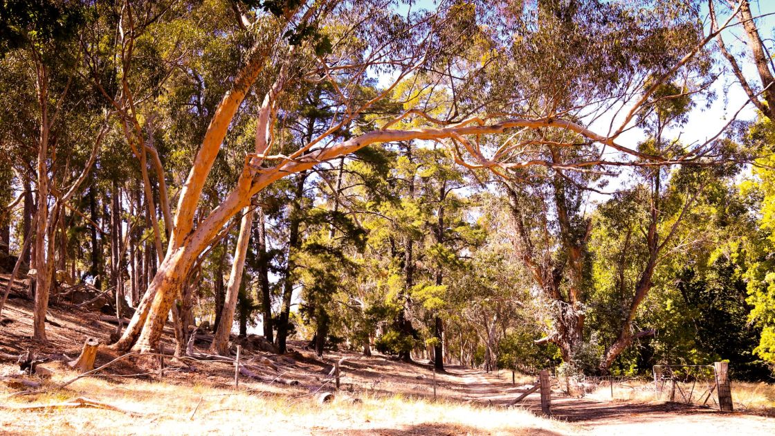 Experience SA forests these school holidays