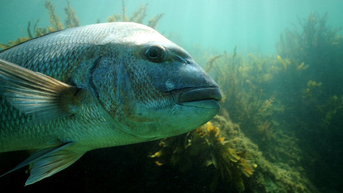 Seafloor Snapper habitat survey in Gulf St Vincent