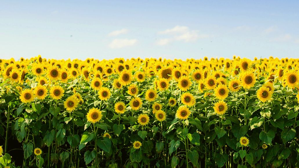 A field of sunflowers under a clear blue sky.