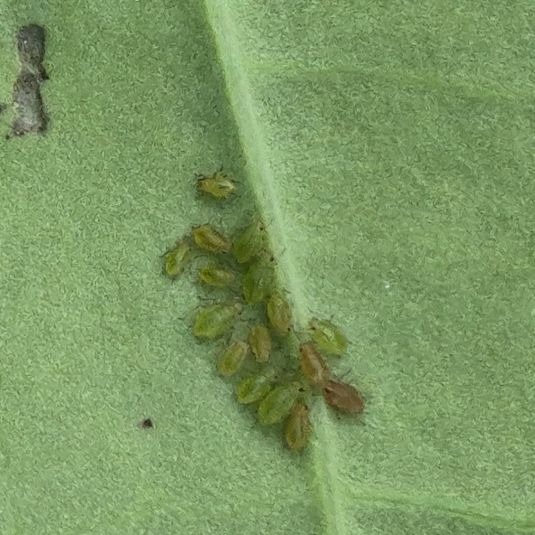 Greenpeach aphid nymphs