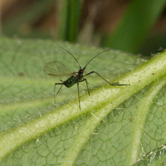 An adult faba bean aphid with wings on a leaf.