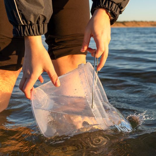 A bucket filled with juvenile snapper being released into the ocean.