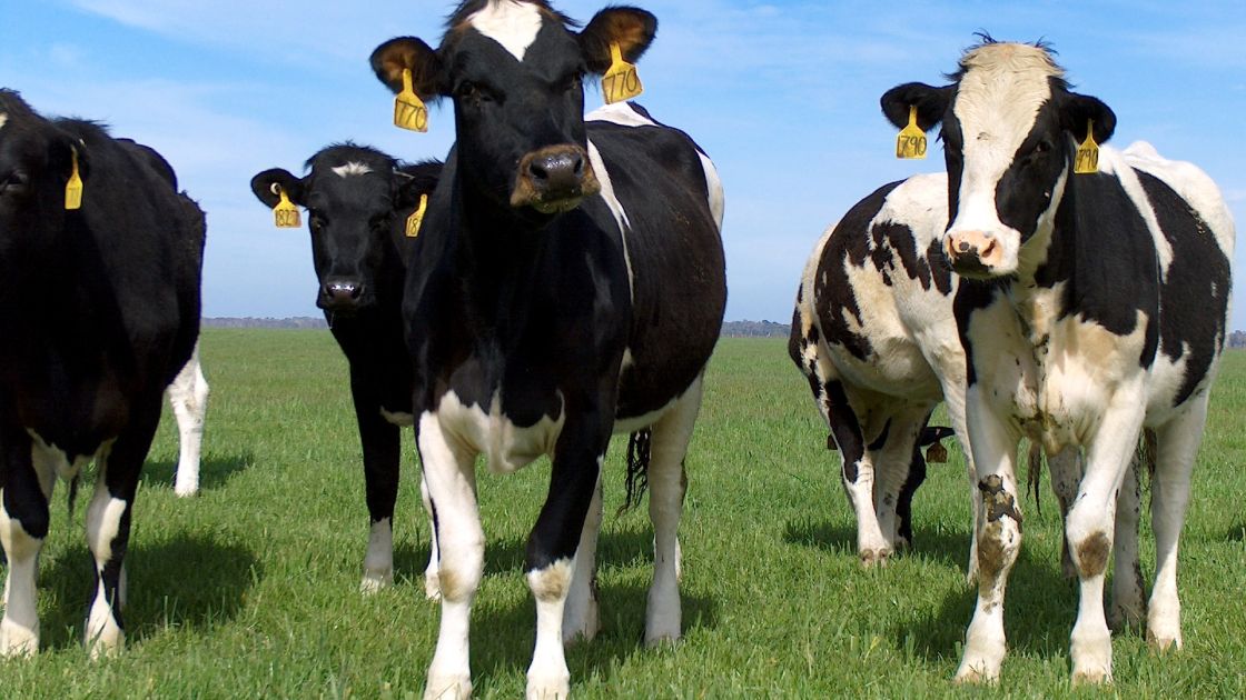 SA Dairy Awards