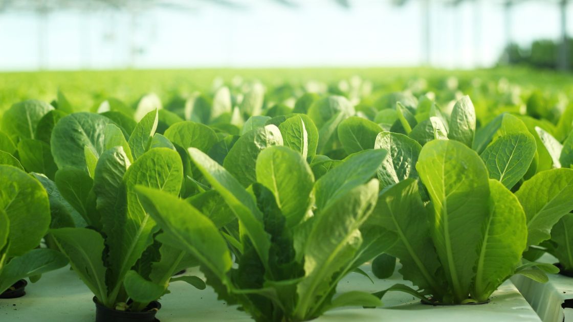 Cropping Expo