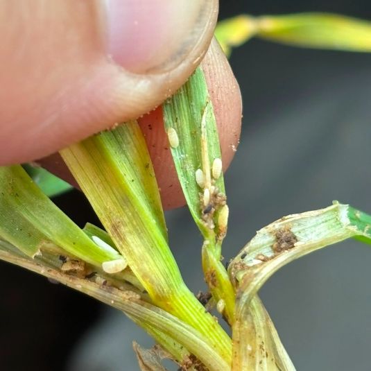 Mealybug on barley