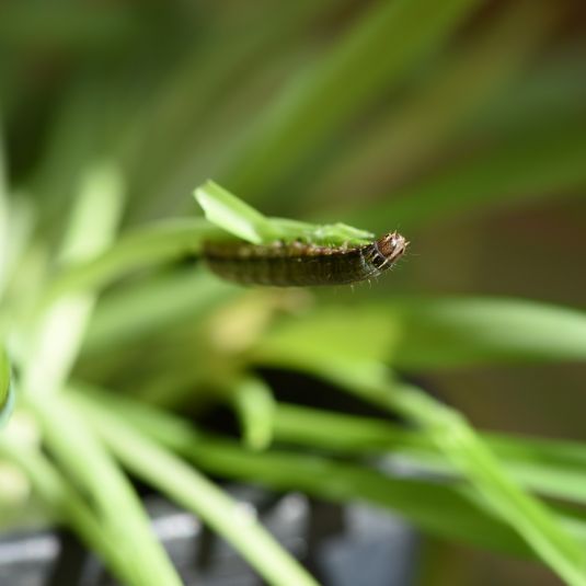 Armyworm