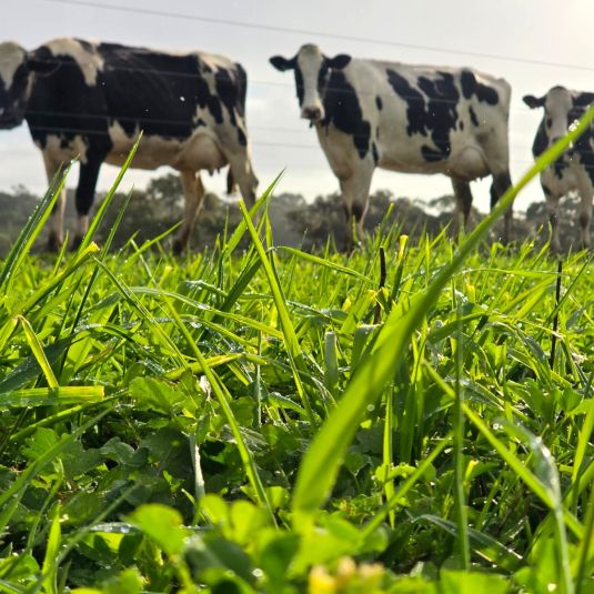 cows in a line