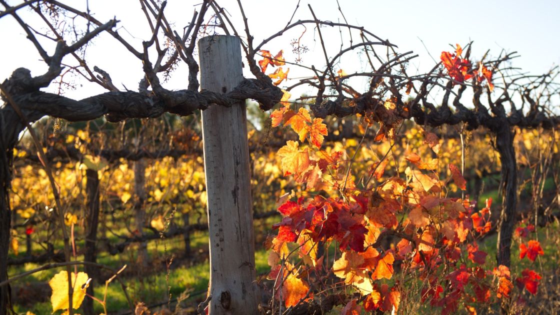 A thick grapevine suspended on a post with the sun highlighting the utumn colour of the remaining leaves.