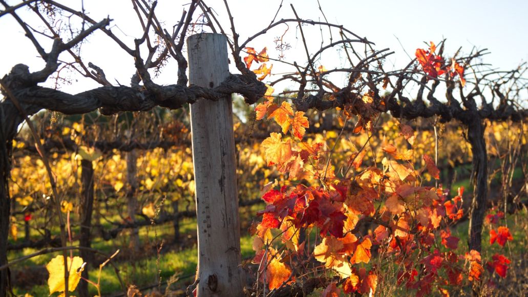 A thick grapevine suspended on a post with the sun highlighting the utumn colour of the remaining leaves.