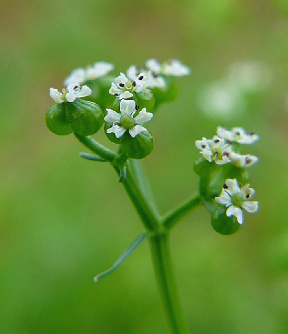 bifora_1_-_Biflora_flowers_-_Thomas_Meyer.jpg