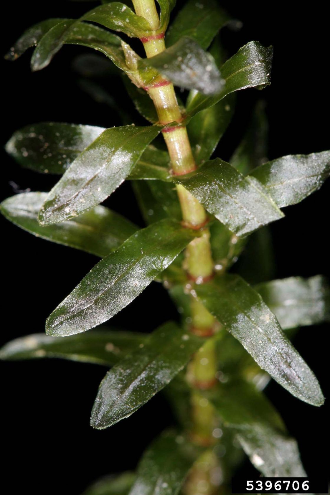 elodea_1_-_elodea_closeup.jpg