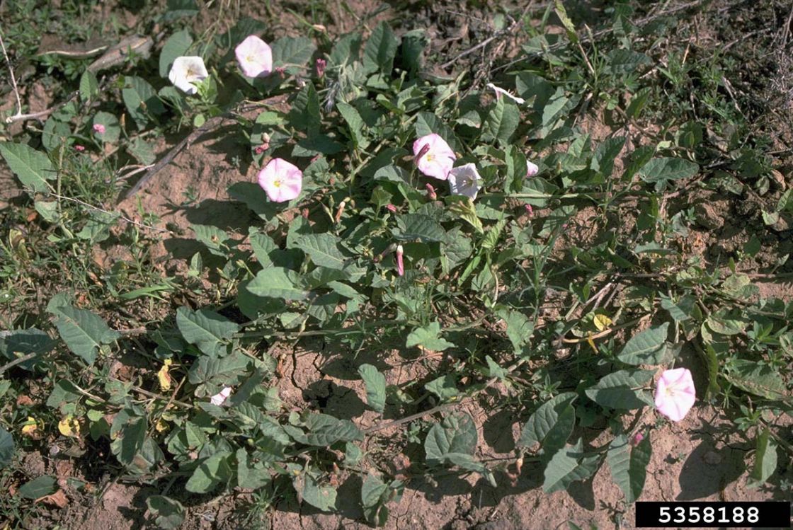field_bindweed_2_-_5358188.jpg