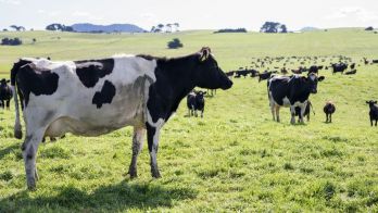South Australia’s dairy industry: A blueprint for innovation and growth