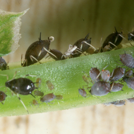 Cowpea aphids on faba beans