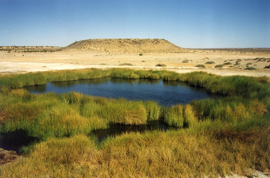 Natural mound spring surrounded by green vegetation in an otherwise arid desert landscape