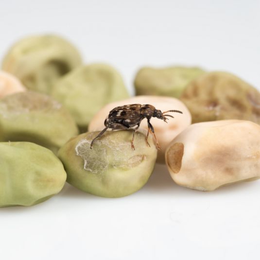 Close up of brown pea weevil on peas