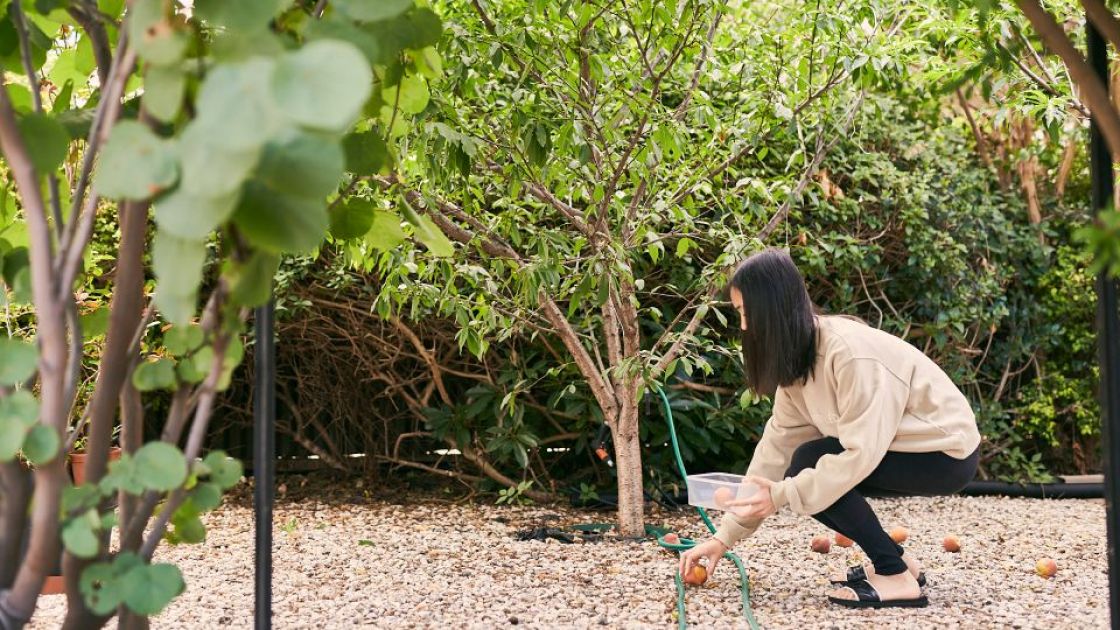 A woman in a garden, picking up fallen fruit off the ground.