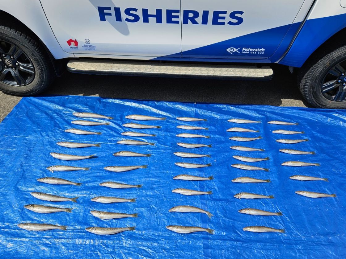 Illegal King George Whiting catch at Henley Beach