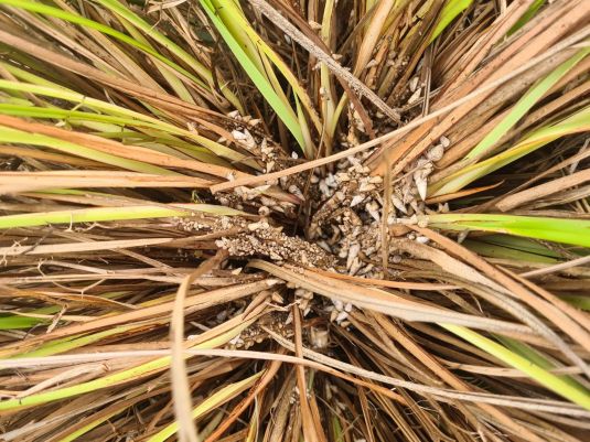 Hundreds of snails clustered inside the strappy leaves of a plant.