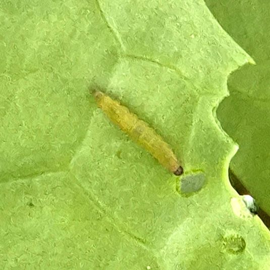 A moth larva on a green leaf.
