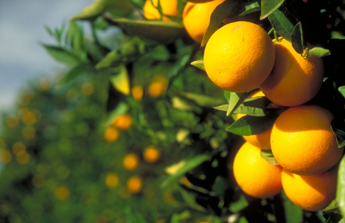 Citrus season launches in South Australia