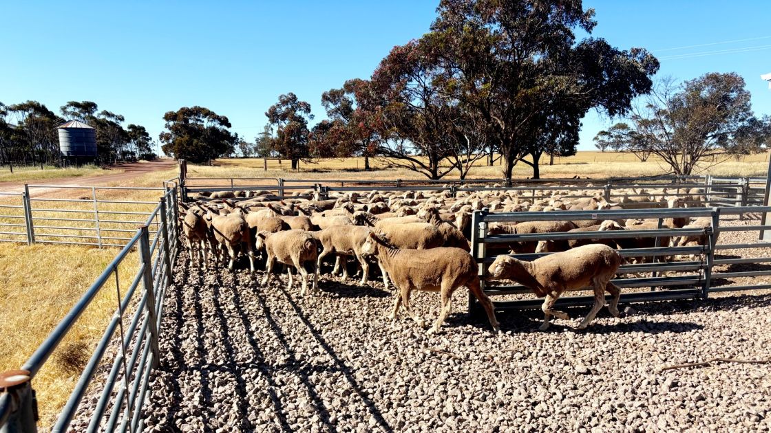 ‘Slurps up’: Understanding the impact of water quality on sheep health and productivity
