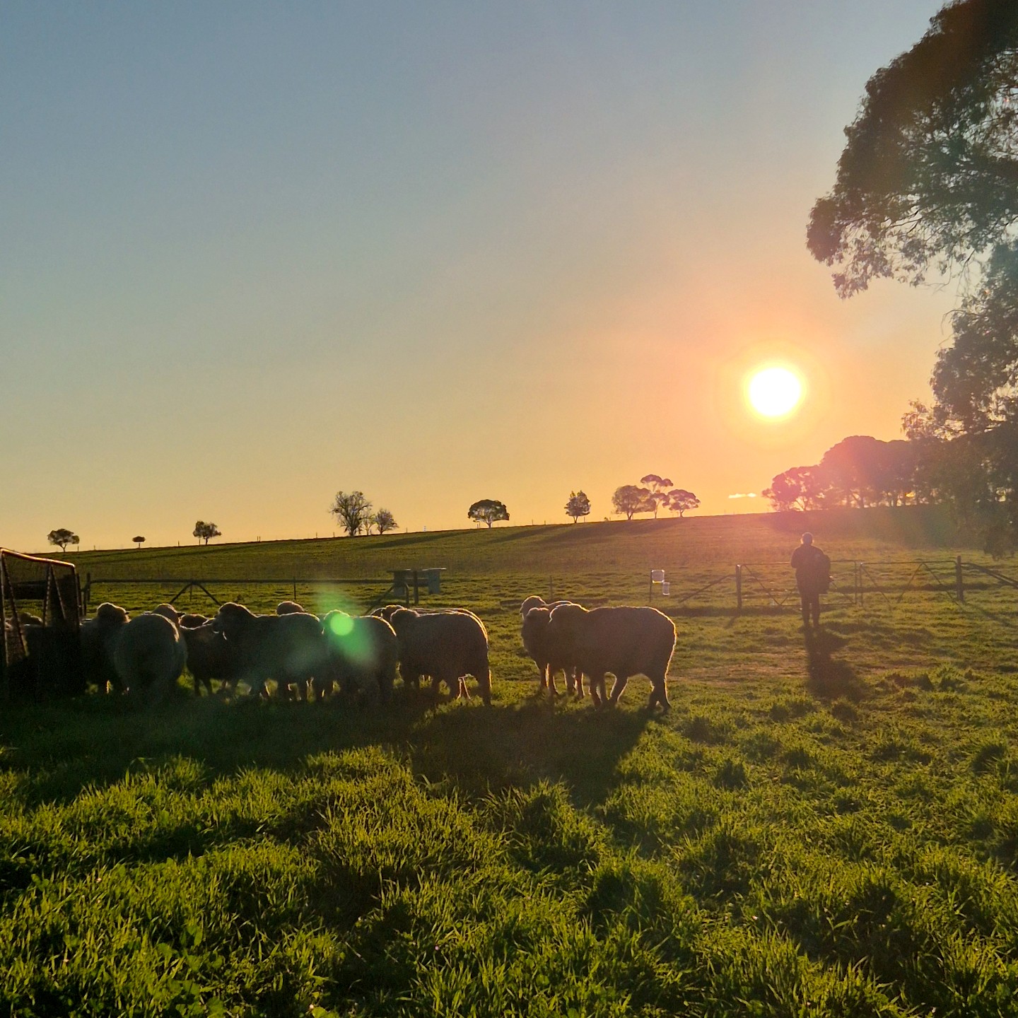 Sheep in sunrise
