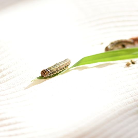 Armyworm 2