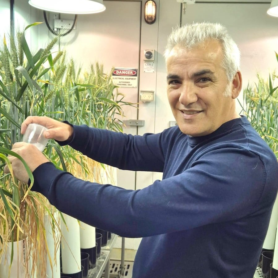 Wheat Salainity Screening Growth Room Yusuf Genc