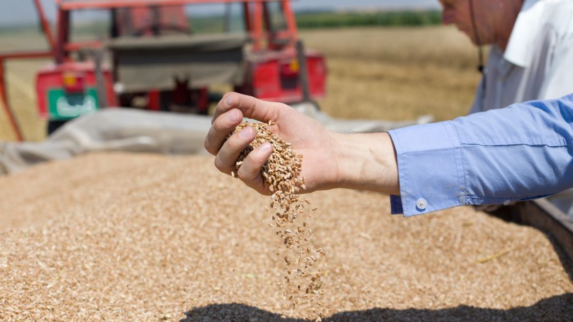 harvested grains