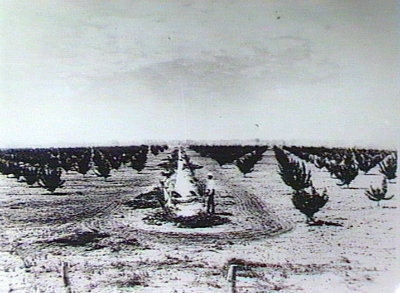 A young apricot orchard near Renmark – 1893
