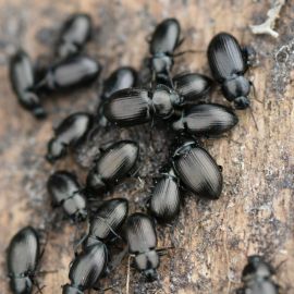 Bronzed field beetles (Photo: K. Perry)