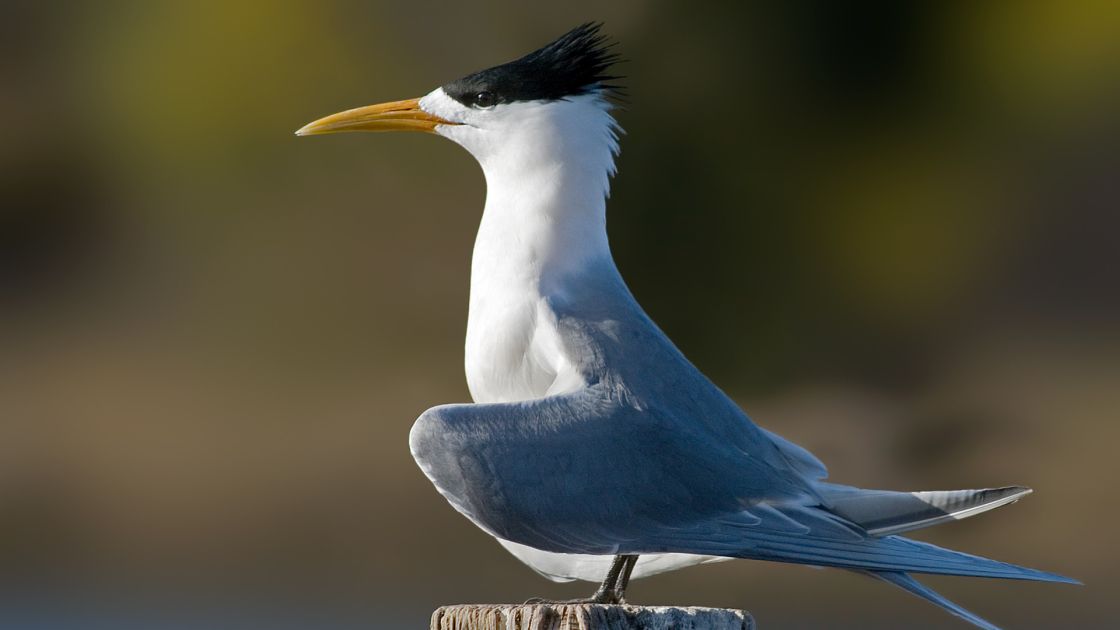 A crested tern, a grey and white seabird with a black crest and yellow beak, perched on a post.