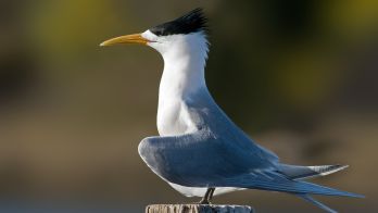 H5 bird flu detected in Australian seabird