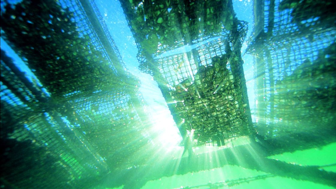 oyster rack in the sunshine