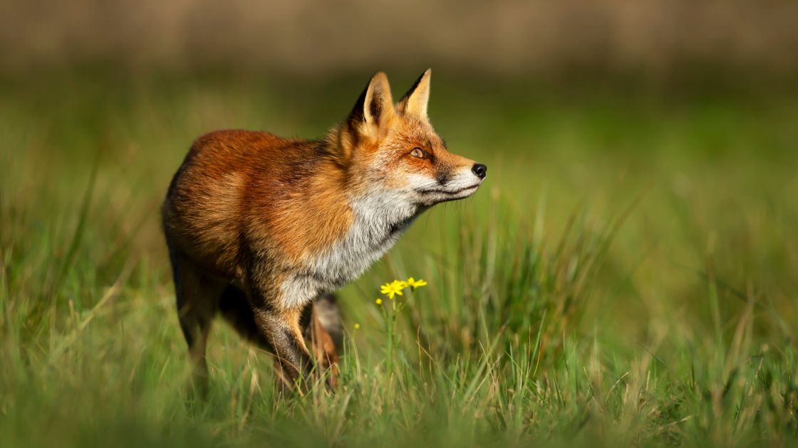 red fox in field of grass