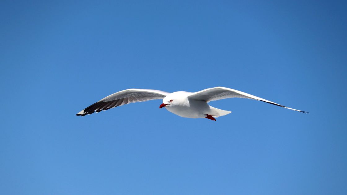seagull flying in clear sky