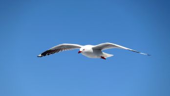 H5 bird flu testing update 1 October