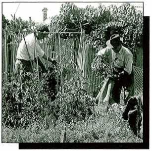 Fruit removal was a source of complaint by backyard growers