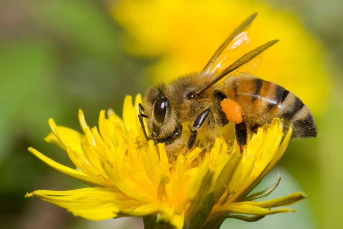 Varroa webinar