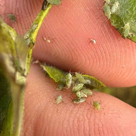 A number of blue-green aphids on a person's fingers.