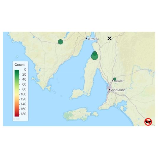 A map of South Australia showing the locations and indicative numbers of moths caught in monitored traps.