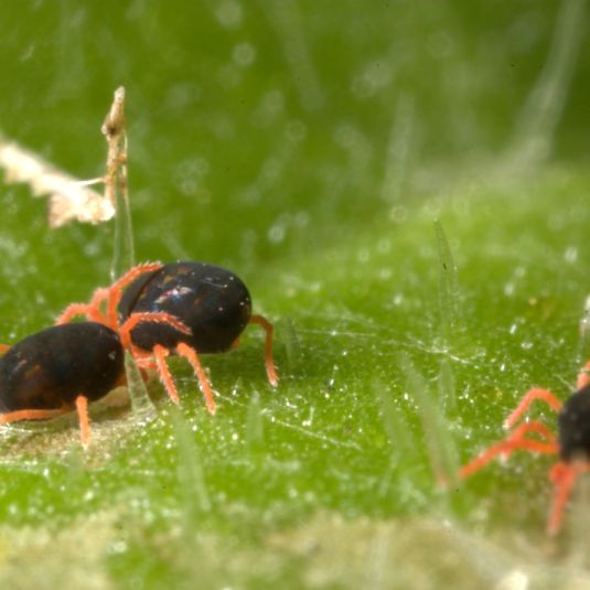 Redlegged earth mite