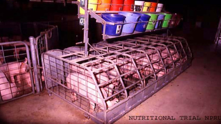 A photograph showing banks of individual feeders were used in nutrition trials