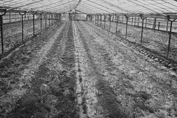 image006