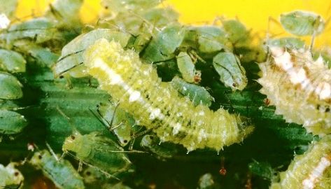 Hover fly larvae feeding on aphids