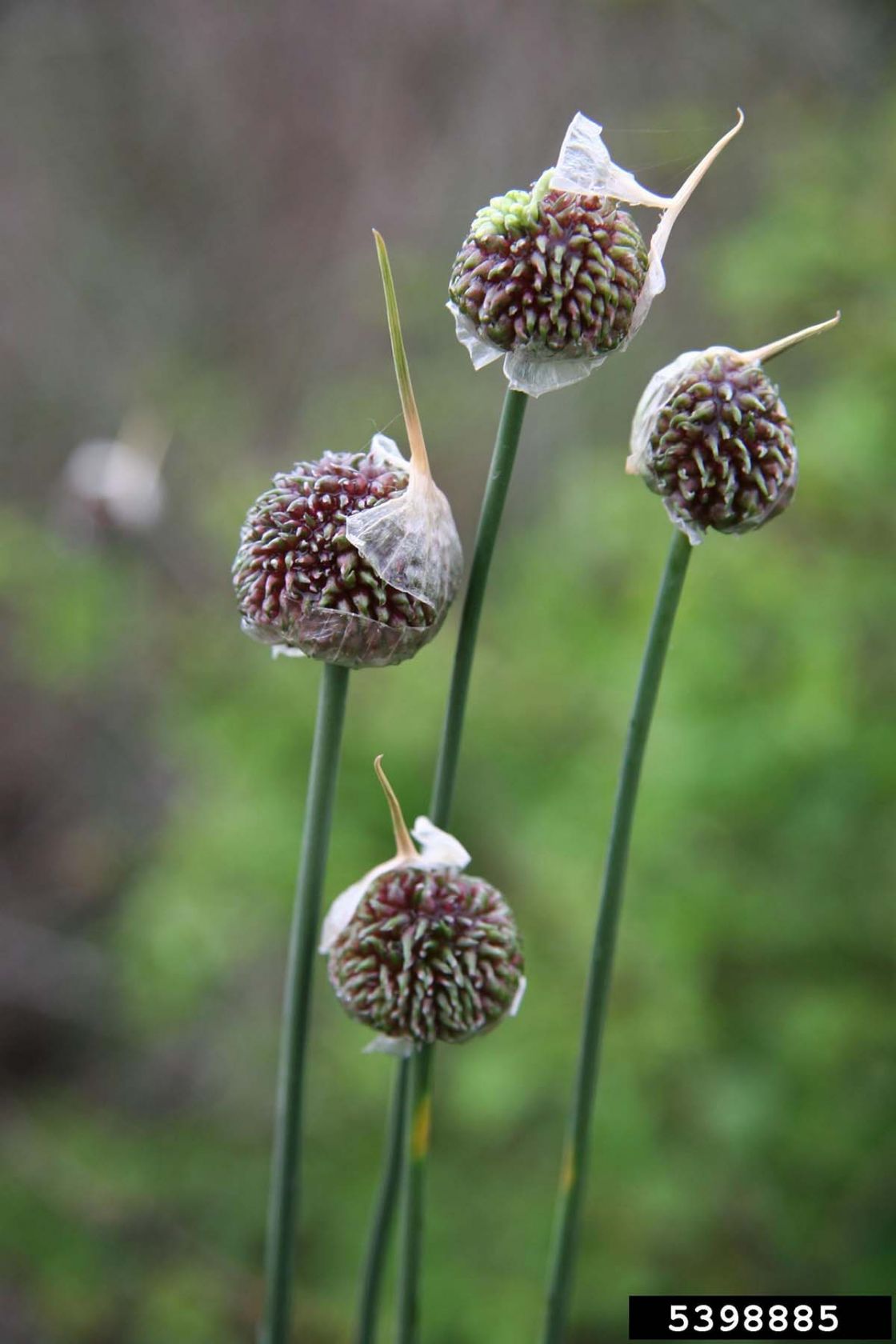 field_garlic_3_-_5398885.jpg