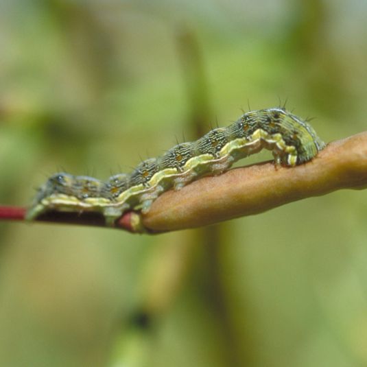 A native Helicoverpa budworm crawls along a tree branch