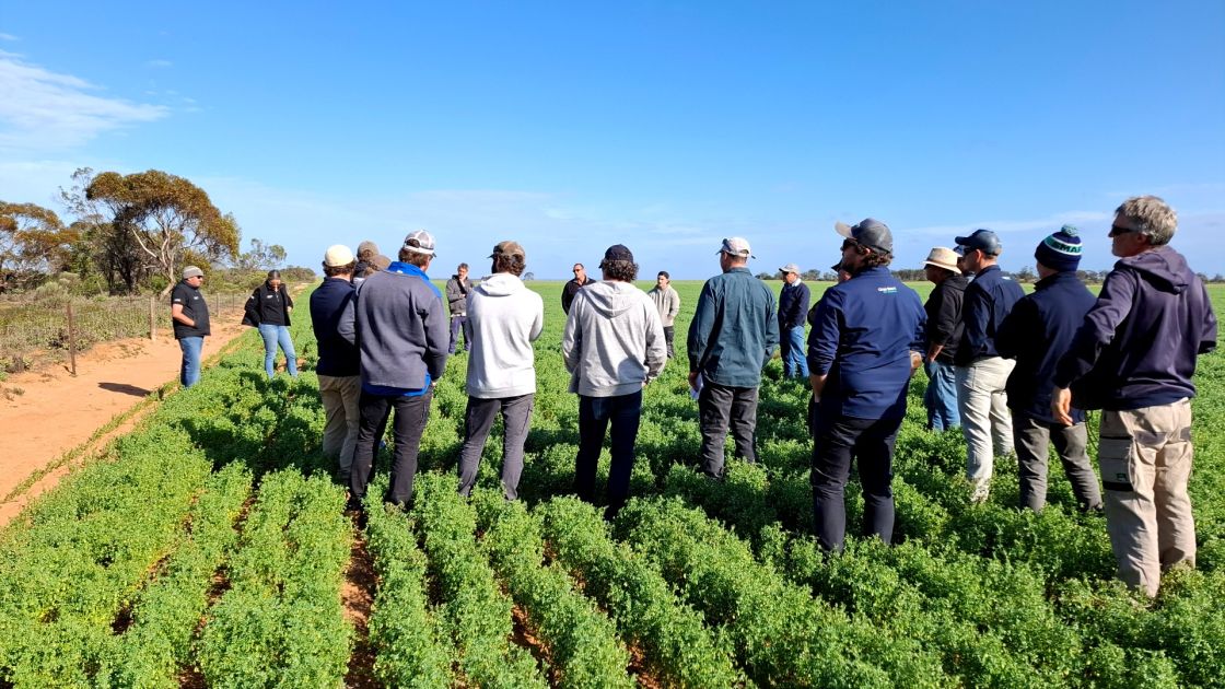 Lentil check discussion groups